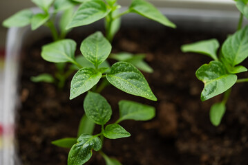 Young pepper seedlings stand in rich, moist soil, their leaves dotted with water droplets, signifying healthy early growth in a nurturing environment. Home garden by the window.