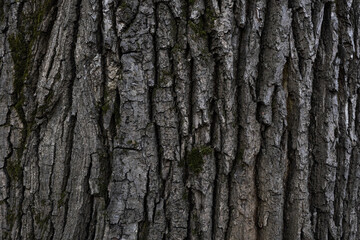 Rugged, natural wood grain pattern with earthy tones and rough, organic details