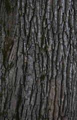 Rugged, natural wood grain pattern with earthy tones and rough, organic details