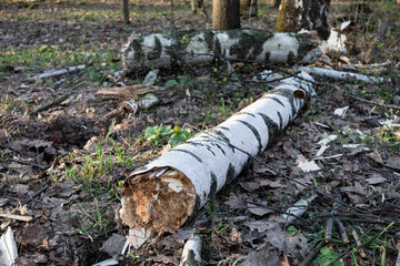 Fallen birch tree in the forest

