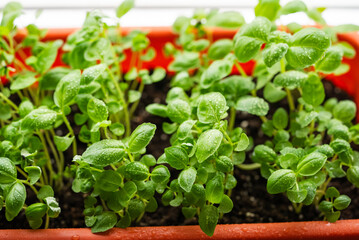 Vibrant basil seedlings sprout in a terracotta planter, their leaves dotted with fresh water droplets from recent watering. Growing microgreens in home garden on windowsill.