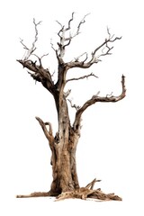 A dried tree driftwood plant white background.