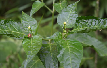 A chili plant's top with a fallen flower and remaining pistils on flower stems, and buds