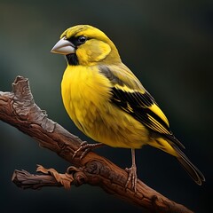 A Finch : Capturing the Vibrant Detail and Swift Movements of This Tiny Bird





 - obrazy, fototapety, plakaty