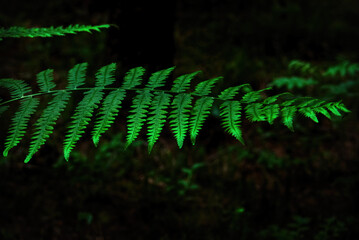 a green leaf of fern against dark background