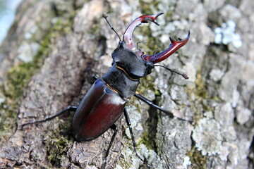very large beautiful stag beetle on the bark of an old tree