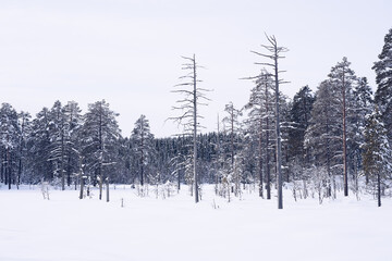 Images from the Myrsjoen Lake and its surroundings, part of the Totenaasen Hills, a winter day in february.