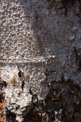 Tree bark for making graphic backgrounds