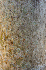 Tree bark for making graphic backgrounds
