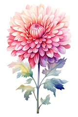 Capture the intricate details of a rear view chrysanthemum in vivid watercolors, highlighting its delicate petals and graceful stem