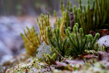 close up of a tree