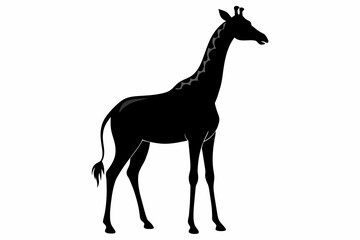 black giraffe  silhouette vector illustration on white background