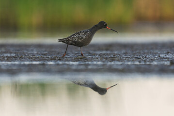 Spotted redshank (Tringa erythropus) looking for food in the wetlands in summer.