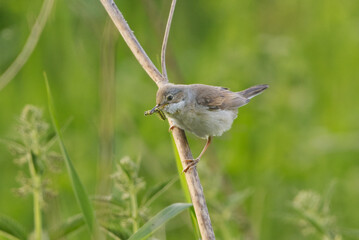 Common whitethroat or greater whitethroat (Curruca communis) perched with a caterpillar in it's...