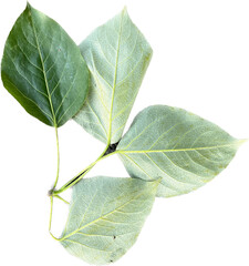 green leaf isolated on white - obrazy, fototapety, plakaty