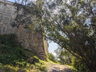 A stone wall with a tree in front of it. The tree is tall and has a lot of leaves