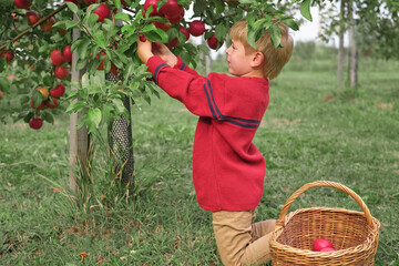 Young Child in the Apple Orchard before Harvesting. Small Toddler Boy Eating a Big Red Apple in the...