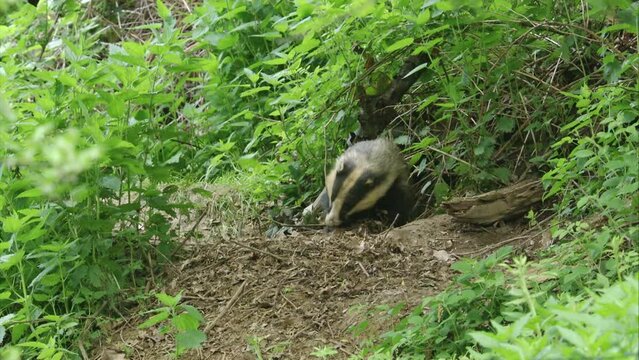 badger scrapes leaves into his sett