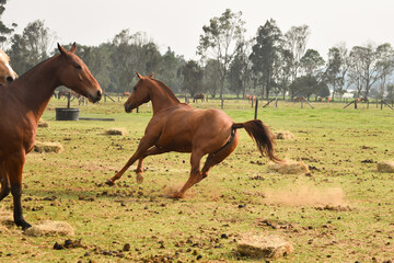 The horse gallops on the grass