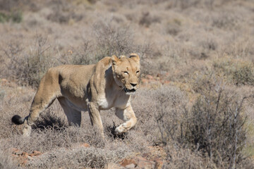Lioness crossing veld in reserve in South Africa