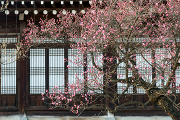 View of the pink flowers against the traditional Korean building