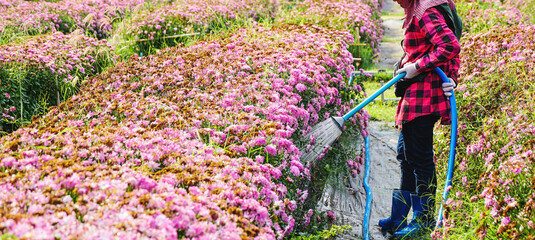 Gardener woman holds the sprinkler hose for watering pink Chrysanthemum ( Chrysanthemum indicum Linn )  in flowers garden. Agriculture concept, panorama.