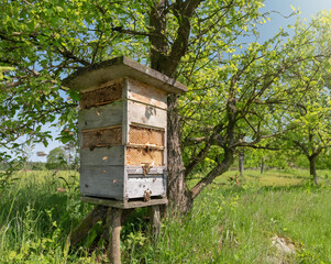 Beehive on a tree branch, surrounded by greenery under a blue sky with clouds. Bees are busy working around the hive