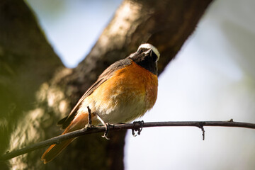 A male common redstart sits on the thin branch and looks toward the camera lens on a sunny spring day.