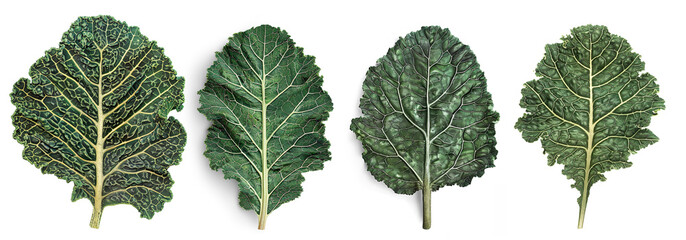 Kale leaf isolated on a transparent background 
