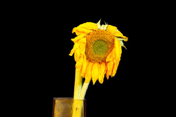 Droopy Head Sunflower 01