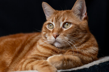 Sunny, the sunshine cat, is seeking a loving family to bask in his affectionate purrs and playful...