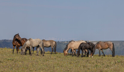 Wild Horses in the pryor Mountains Montana in Summer