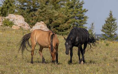 Obraz na płótnie Canvas Wild Horses in the pryor Mountains Montana in Summer