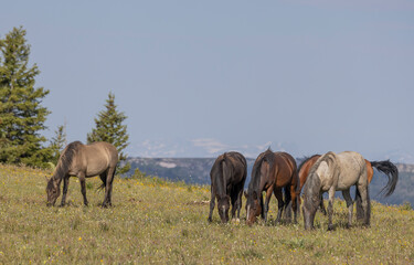 Naklejka na ściany i meble Wild Horses in the pryor Mountains Montana in Summer