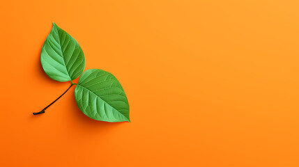 Green leaves on orange background