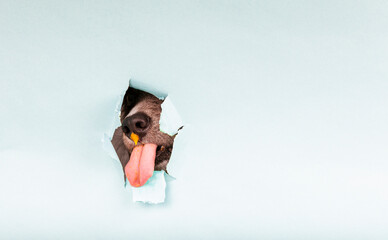 A dog pokes its snout and sticks its tongue out through a hole in the paper on a colored background. Copy space