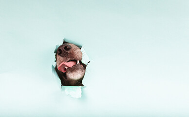 A dog pokes its snout and sticks its tongue out through a hole in the paper on a colored...