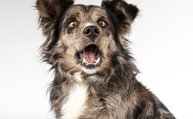 Portrait of a funny border collie isolated on a white background