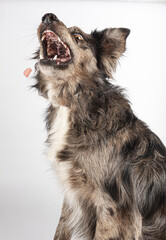 Portrait of a funny dog catching treats isolated on a white background