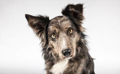 Portrait of a border collie isolated on a white background