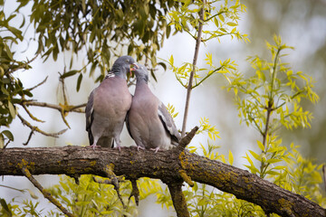 Common wood pigeons couple sit on the thick branch close to each other. A male wood pigeon feeds his female on a sunny spring evening.