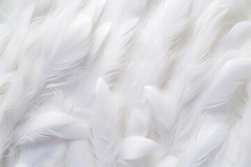 Obraz premium Abstract white feathers background backgrounds lightweight softness.