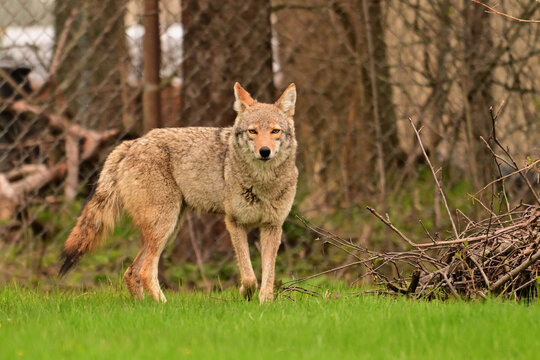 Urban wildlife a photograph of a coyote exploring a vacant lot
