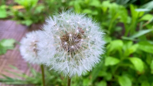 Common Dandelion, taraxacum officinale, seeds from 'clocks' being blown and dispersed by wind against blue Sky, Slow motion