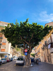 old green tree on Cefalu Street surrounded by parked cars in blue sky background