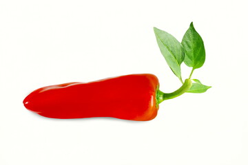 fresh organic red chili pepper or kashmiri chili pepper with leaves,white background 
