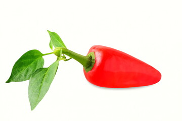 fresh organic red chili pepper or kashmiri chili pepper with leaves,white background