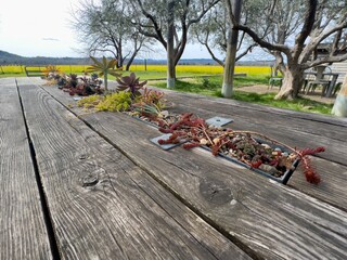 red wooden table in the back yard