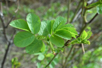 Fototapeta na wymiar Young rosehip leaves in early spring