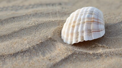 Serene seashell on sandy beach